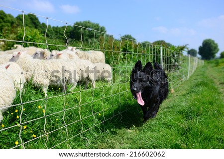 Black German shepherd and a flock of sheep