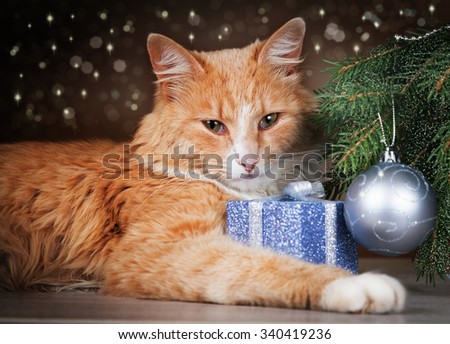 Contented ginger cat lying under Christmas tree holding a gift with his paw
