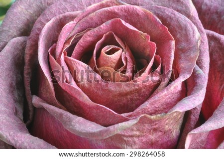 Wilted Rose 7