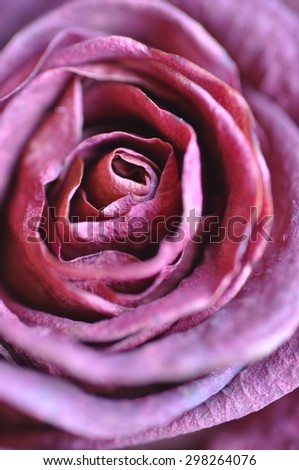 Wilted Rose 2