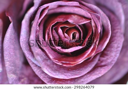 Wilted Rose 1
