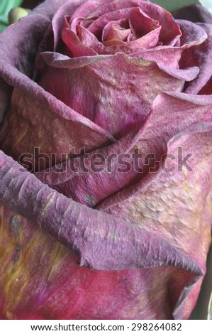 Wilted Rose 6