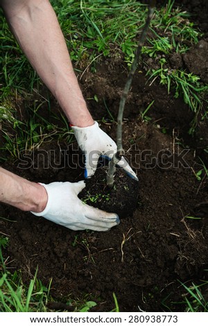 Planting apple trees. Hands of man and child hold a seedling apple