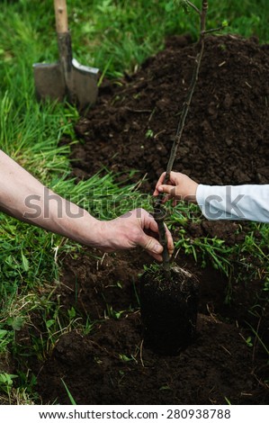 Planting apple trees. Hands of man and child hold a seedling apple