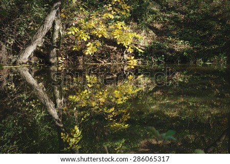 Autumn landscape. Yellow leaves and trees reflected in water