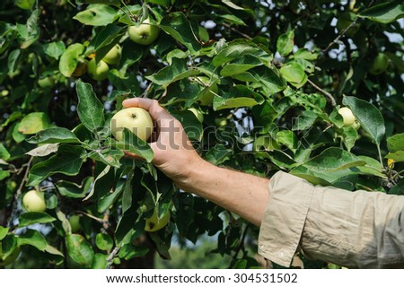 Human hand plucks ripe apples from a tree
