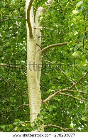 Different birch tree in Latvia, Baltic countries.