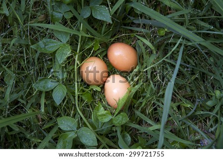 fresh Chicken eggs in the grass close up