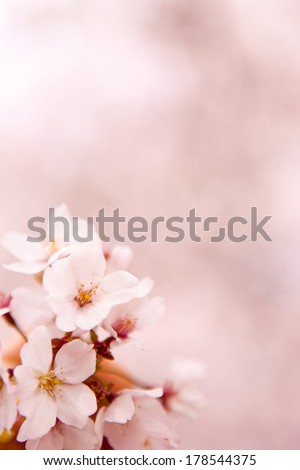 Cherry Blossom (sakura) in South Korea/Cherry Blossom (sakura)/Cherry Blossom (sakura) in South Korea