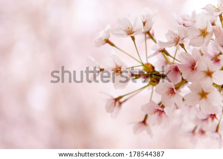 Cherry Blossom (sakura) in South Korea/Cherry Blossom (sakura) in Korea/Cherry Blossom (sakura) in South Korea