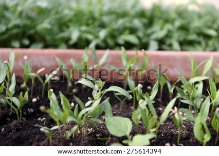 Small plants germinating in a greenhouse with seeds still visible.