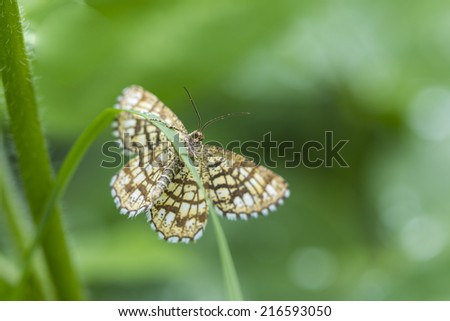 Latticed Heath butterfly turns head and faces the camera.