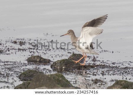 Common Redshank flapping his wings while he stand on rocks at the seashore.