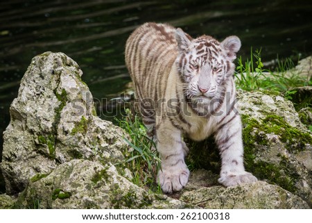 The white tiger (Chinchilla albinistic) is a pigmentation variant of the Bengal tiger. The reason for their white colour is that they have a deficiency in melanin or pheomelanin pigment