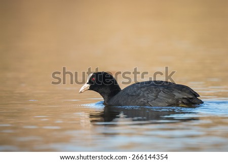 A coot gathers nest material to build a nest. It is Spring, the reeds on the background are yellow.