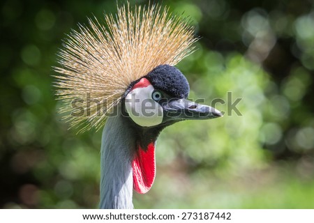 Portrait of the face and neck of a  grey crowned crane (Balearica regulorum) side view
