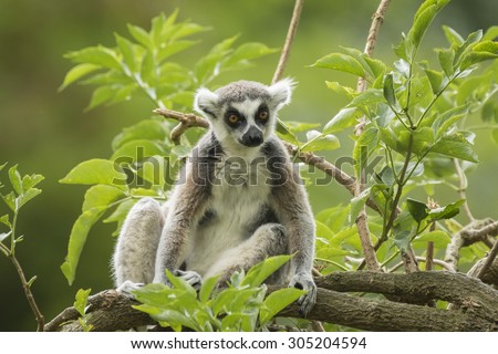 A ring-tailed lemur on watch in a tree