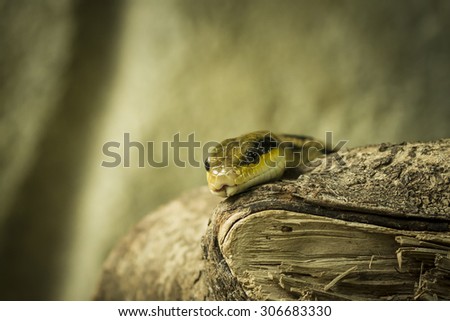 A beauty rat snake lies on wood with his head on top