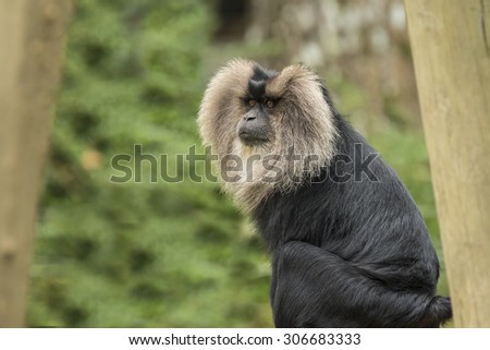 Lion-tailed macaque looking to the left side