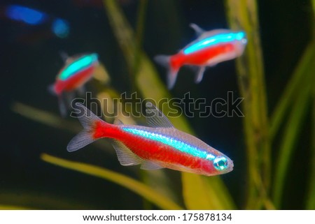 Red neon fish in aquarium