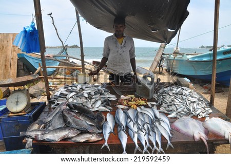 MIRISSA, SRI LANKA - AUGUST, 23: fisherman sells fish after returning from work on August, 23, 2011. MIRISSA, SRI LANKA.