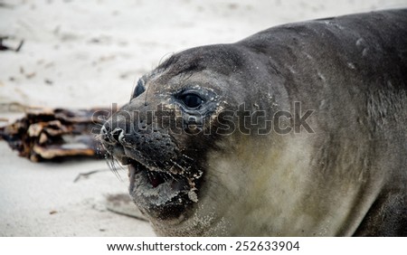 Seal lion