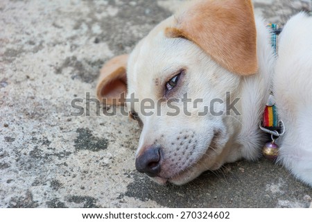 friendly puppy dog sleeping on the ground and squinting at the camera