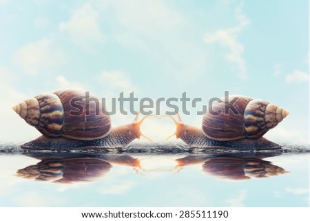 snails meet and in love each other walking on water