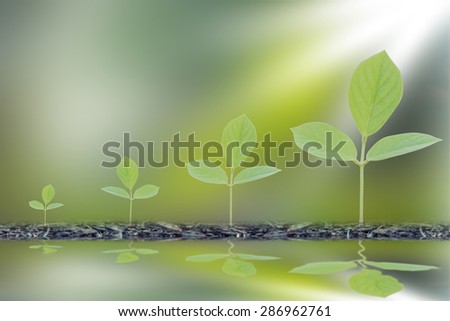 each period of new born tree with reflection on water