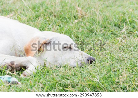 wounded dog sleeping on green grass in bad weather