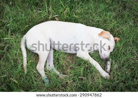 wounded dog sleeping on green grass in bad weather