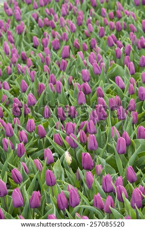 purple tulip field The Netherlands