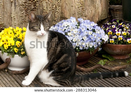 cat with many pansies in garden setting