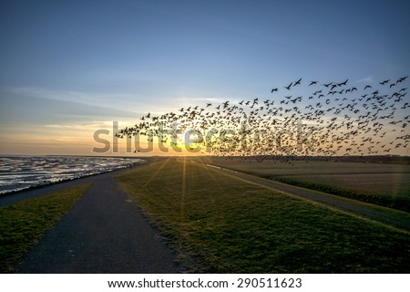 Flying goose, Terschelling The Netherlands