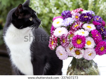 cat in garden with summer bouquet on garden table