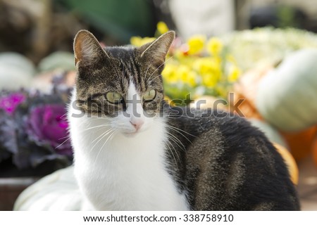 cat on gardentable with pumpkin and plants in autumn