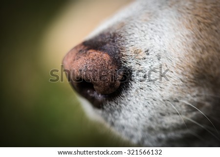 Dog nose portrait