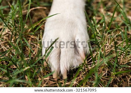 Labrador dog paw