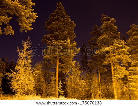 Dark forest in the clear winter night with stars
