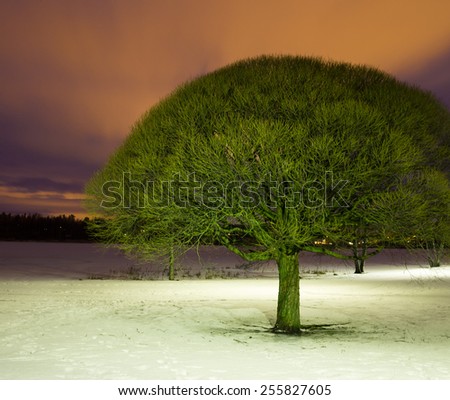 Evergreen brittle willow against purple sunset in the snowy park