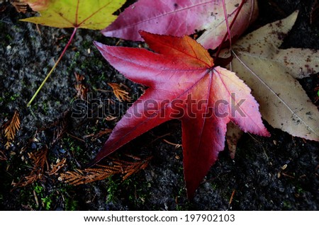 Maple Leaf Canada
