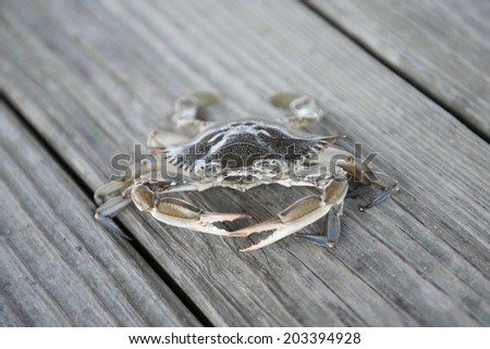 Blue Crab Outer Banks Crab
