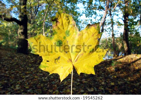 Falling autumn leaf