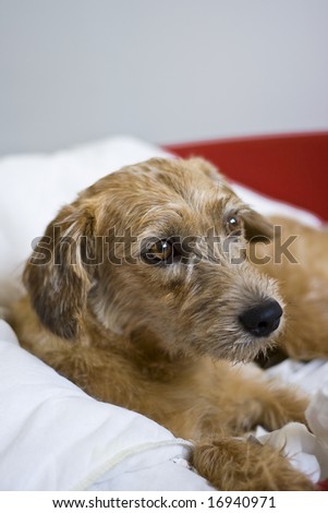 The picture of resting dog