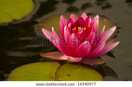 The picture of lotus bloom