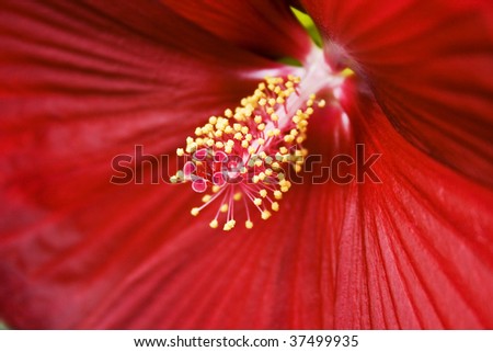 detail of flower
