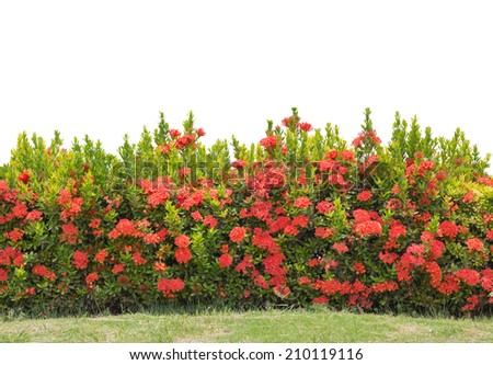 green hedge on isolated , add Clipping path