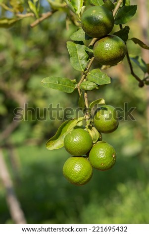 Limes on lime tree . select focus