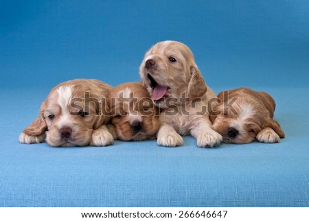 Four puppies of American cocker spaniel on a blue background. Two weeks old.