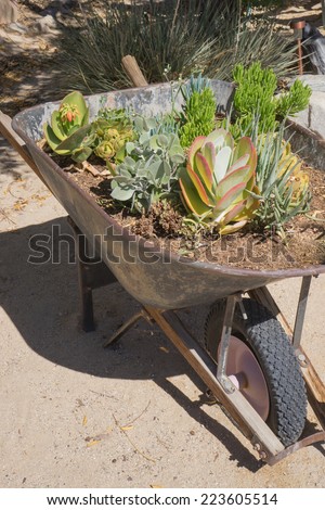 Desert cacti and plants in an old rusty wheelbarrow planter
